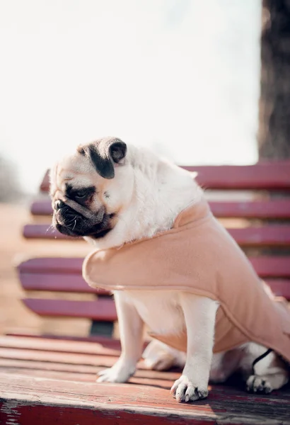 Ziemlich Lustige Welpen Mops Hund Freien — Stockfoto