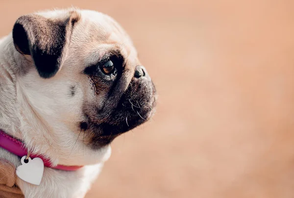 Cute Puppy Pug Dog Outdoors — Stock Photo, Image