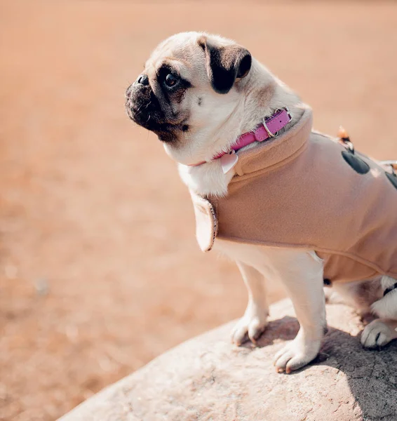 Niedlichen Welpen Mops Hund Freien — Stockfoto