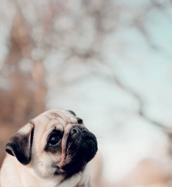 Cute Puppy Pug Dog Outdoors — Stock Photo, Image