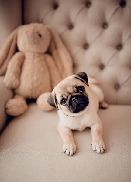 Mignon Chiot Bébé Chiot Assis Dans Chaise Avec Jouet Lapin — Photo