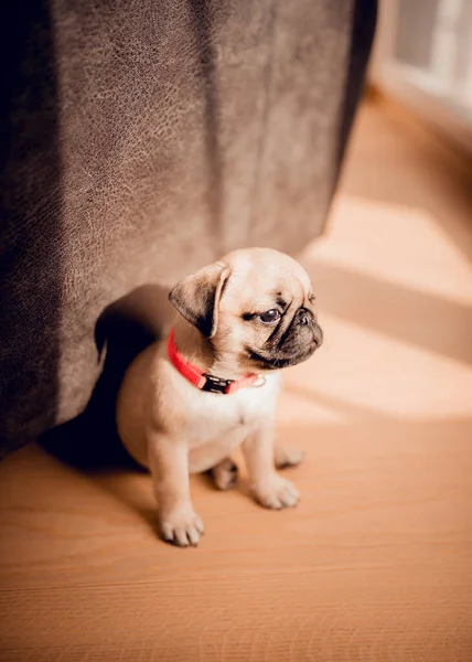 Un Perrito Recien Nacido En Casa Hermosa Perra Cachorro Hembra Bonito Negro Stock Photo