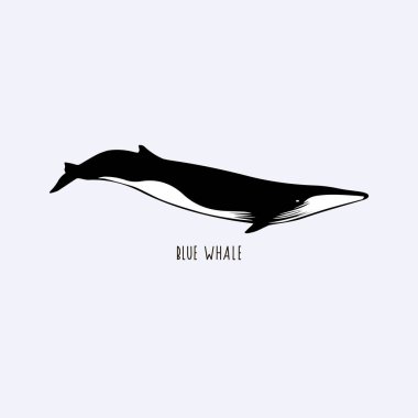 Mavi balina. Bir balinanın vektör çizimi. Düz siyah beyaz illüstrasyon.