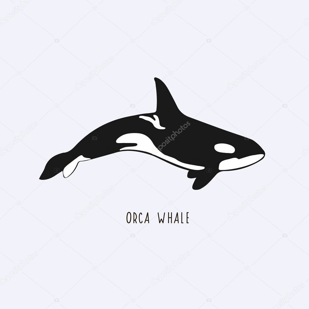 Orca whale. Vector drawing of a killer whale. Illustration of a whale.