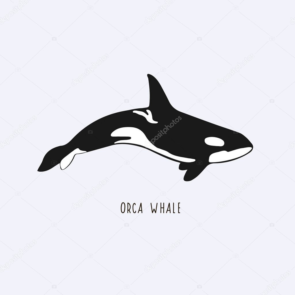 Orca whale. Vector drawing of a killer whale. Illustration of a whale