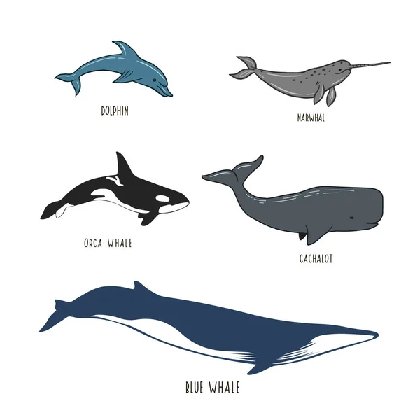 Σύνολο Θαλάσσιων Ζώων Φιγούρα Φάλαινα Δελφίνι Φάλαινα Φάλαινα Σπέρμα Φάλαινα — Διανυσματικό Αρχείο