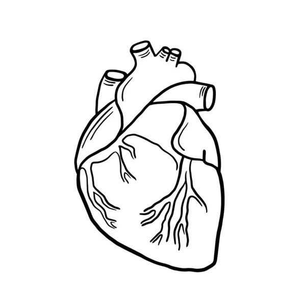 Anatomical Heart Vector Linear Illustration Heart Anatomical Illustration Freehand Drawing — Stock Vector