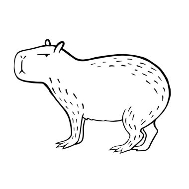 Capybara. Capybara 'nın vektör doğrusal çizimi. Doodle tarzı hayvan çizimi