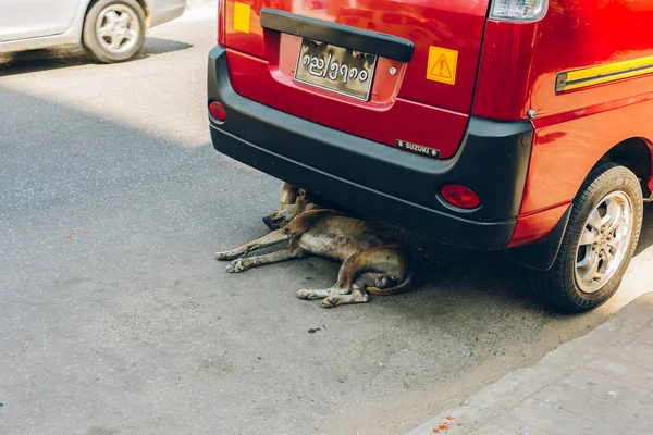 Yangon, Myanmar - 19th Şubat 2014: Köpek bir arabanın altında üzerinde yatıyor musun