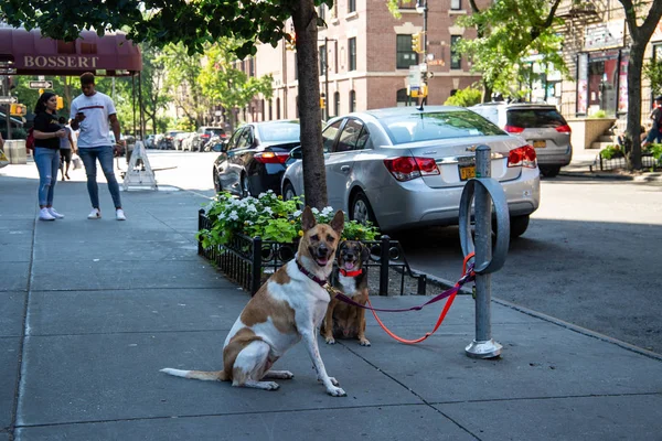New York, City / Usa - 10 Haziran 2018: Brooklyn, New York 'ta Montague Caddesi' ndeki süpermarketin önünde bekleyen köpekler