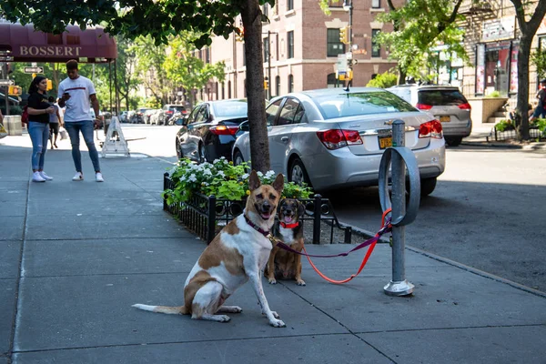 Нью-Йорк, США - 10 июля 2018 года: Собаки ждут возле супермаркета на Монтегю-стрит в Бруклине, Нью-Йорк — стоковое фото