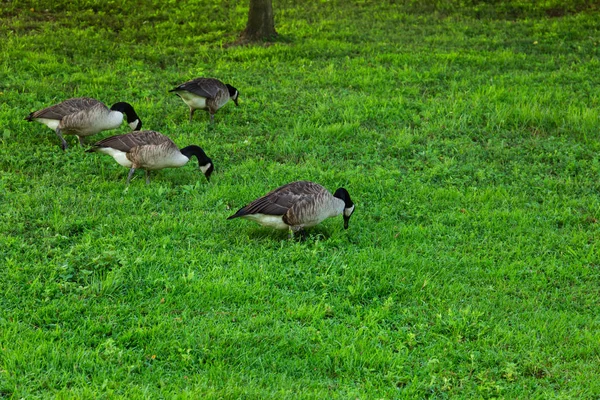 Pflanzen und Tiere auf der Insel Roosevelt — Stockfoto