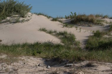 Coney Island Creek Parkı 'ndaki kum tepeleri ve bitkiler