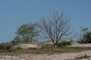 Coney Island Creek Parkı 'ndaki kum tepeleri ve ağaçlar