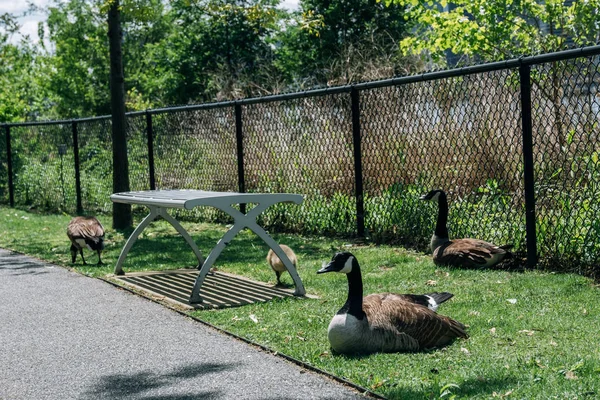 A flock of geese in Southpoint park on Roosevelt island — Stock Photo, Image