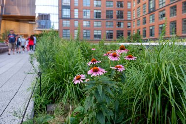 Manhattan Yazında Yüksek Hat Görünümü