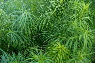 Manhattan Yazında Yüksek Hat Görünümü