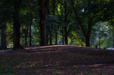 Central Park New York 'ta yaz manzarası