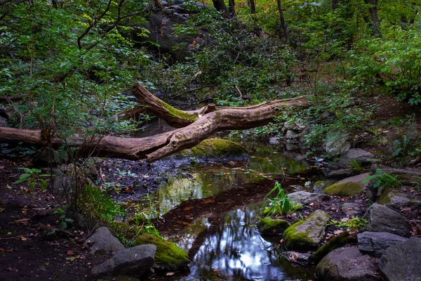 Early autumn color in Central Park South — Stock Photo, Image