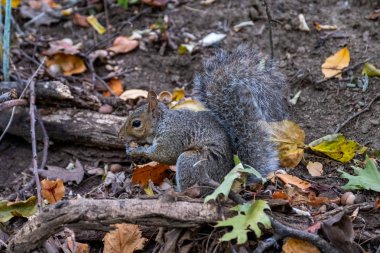 Central Park 'ın güneyinde sonbahar başlangıcı rengi