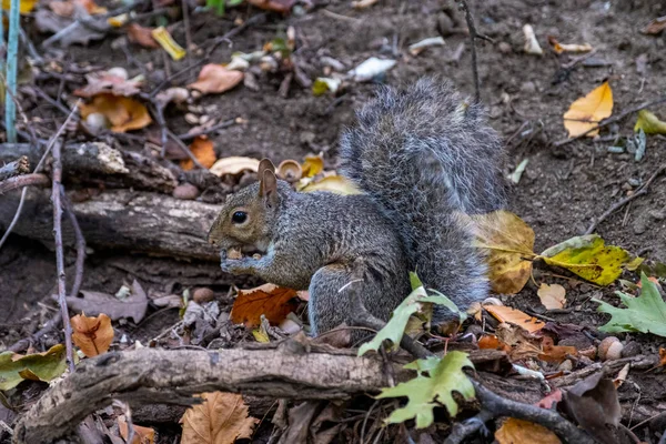 Frühherbstliche Farbe im Central Park Süd — Stockfoto