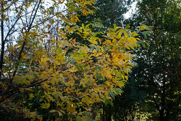 Couleur du début de l'automne à Central Park Nord — Photo