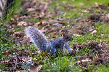 Madison Square Park Flatiron Bölgesi 'nin sonbahar yeşillik rengi