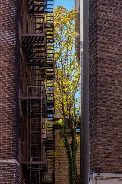 Color del follaje otoñal de Greenwich Village en el Bajo Manhattan — Foto de Stock