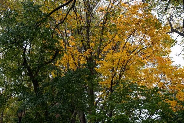 Fall kolor liści Fort Tryon Park w Fort George Manhattan — Zdjęcie stockowe