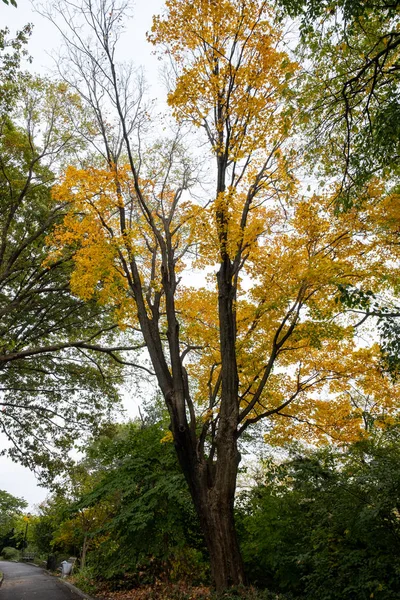 Fort George Manhattan 'daki Fort Tryon Park' ın sonbahar yeşillik rengi