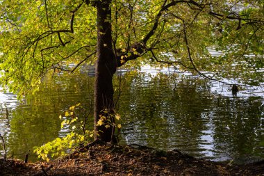 Manhattan 'daki Central Park' ın sonbahar yeşillik rengi