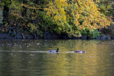 Manhattan 'daki Central Park' ın sonbahar yeşillik rengi