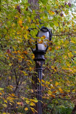 Manhattan 'daki Central Park' ın sonbahar yeşillik rengi