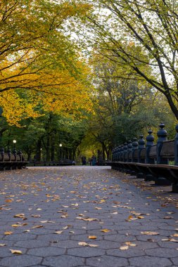 Manhattan 'daki Central Park' ın sonbahar yeşillik rengi