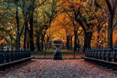 Manhattan 'daki Central Park' ın sonbahar yeşillik rengi