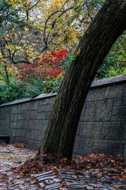 Manhattan 'daki Central Park' ın sonbahar yeşillik rengi
