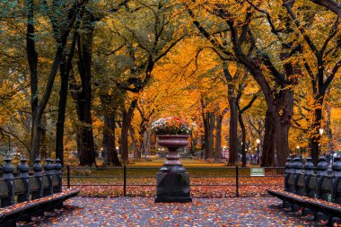 New York - Usa - 30 Ekim 2019: Manhattan 'daki Central Park' ın sonbahar yeşillik rengi