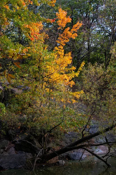 Spadek koloru liści Central Parku na Manhattanie — Zdjęcie stockowe