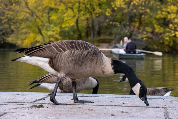 Herbst Laubfärbung des Central Park in Manhattan — Stockfoto