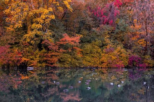 Spadek koloru liści Central Parku na Manhattanie — Zdjęcie stockowe