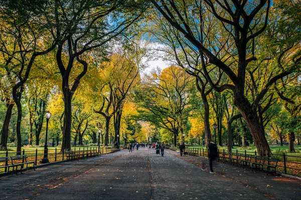 Manhattan 'daki Central Park' ın sonbahar yeşillik rengi