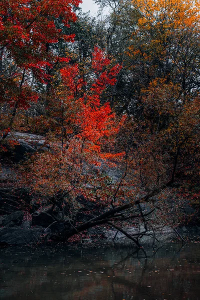 สีใบไม้ร่วงของเซ็นทรัลปาร์คในแมนฮัตตัน — ภาพถ่ายสต็อก