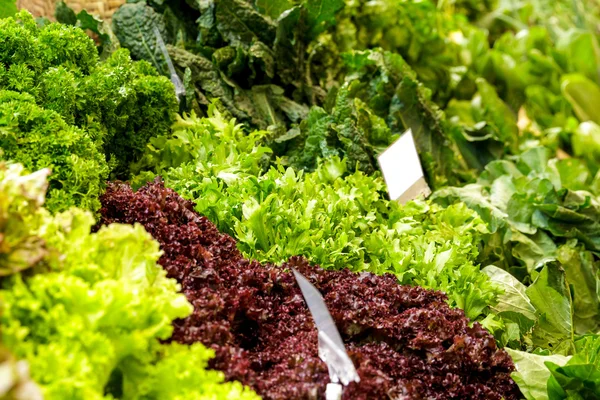 Verdure fresche in esposizione al supermercato — Foto Stock