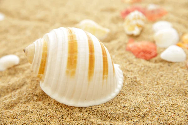 Seashells on the sands view — Stock Photo, Image