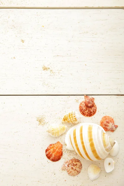 Seashells on white wooden table — Stock Photo, Image