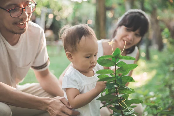 Eltern mit Kind an Pflanze interessiert — Stockfoto