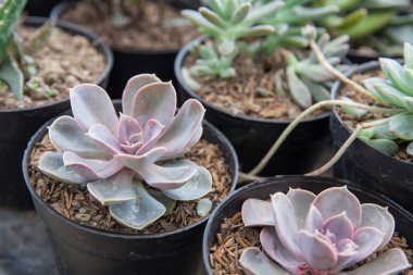 Kaktüsler tencere ev Bahçe