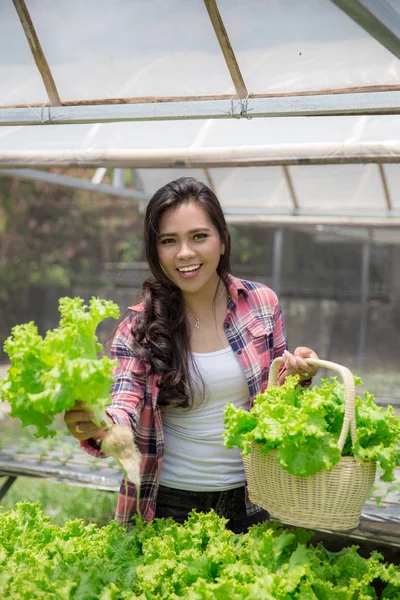 Kvinna skörda grönsaker — Stockfoto