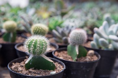 Kaktüsler tencere ev Bahçe