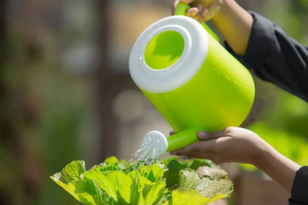 Bewateren van planten in de tuin — Stockfoto